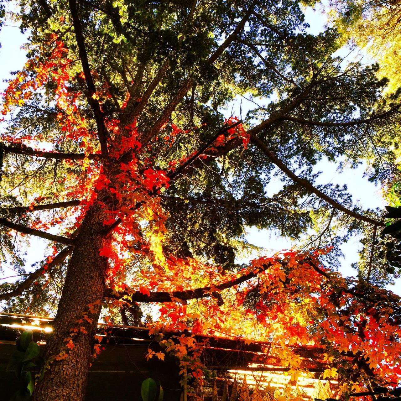 Hotel Del Buono Wellness & Medical 3*
